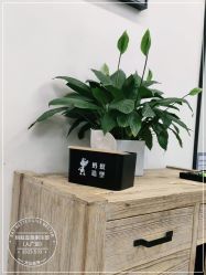 -蚂蚁造型俱乐部