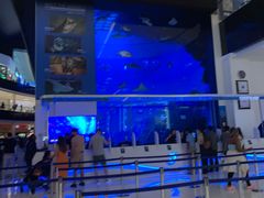 -迪拜水族馆及水下动物园