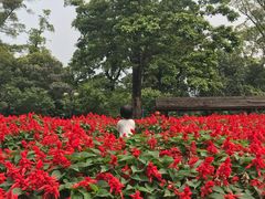 -广州市流溪河国家森林公园
