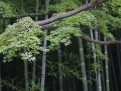 -天龙寺