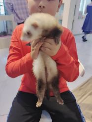 -Moni星球萌宠·小马宝莉·灵蛇·高端高阶全萌宠互动体验俱乐部(红豆国际广场店)