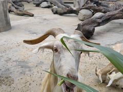 -广州长隆飞鸟乐园