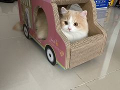 -猫大福·Fortune Cat猫舍(百子湾店)
