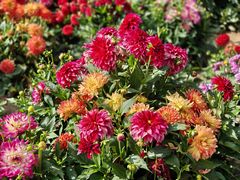 -青藏高原野生动物园