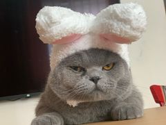 -猫大福·Fortune Cat猫舍(百子湾店)