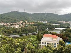 -银湖山郊野公园-相思林