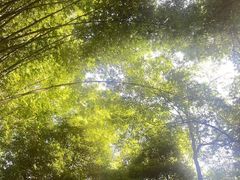 -凤栖山
