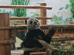 -西霞口神雕山野生动物世界