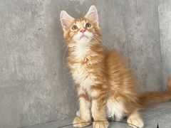 -小猫来了·猫舍(红山六九七九店)