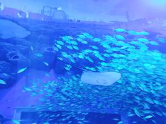 -成都浩海立方海洋公园