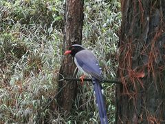 -铁山坪森林公园