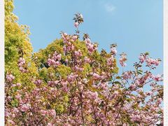 -高东镇樱花园