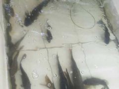 -水库活鱼馆(于桥水库店)