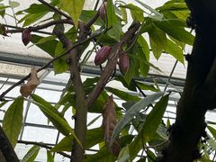 -歌斐颂巧克力小镇