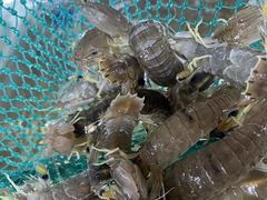 -罗源湾8号渔排