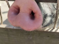 -前小桔亲子创意农场·草莓采摘·露营烧烤