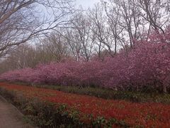 -洛阳市隋唐城遗址植物园