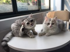 -喵的天空名猫咖啡馆·撸猫·猫舍·用品