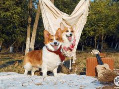 -超宠爱宠物摄影-Super pet