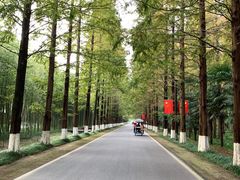 -黄海国家森林公园