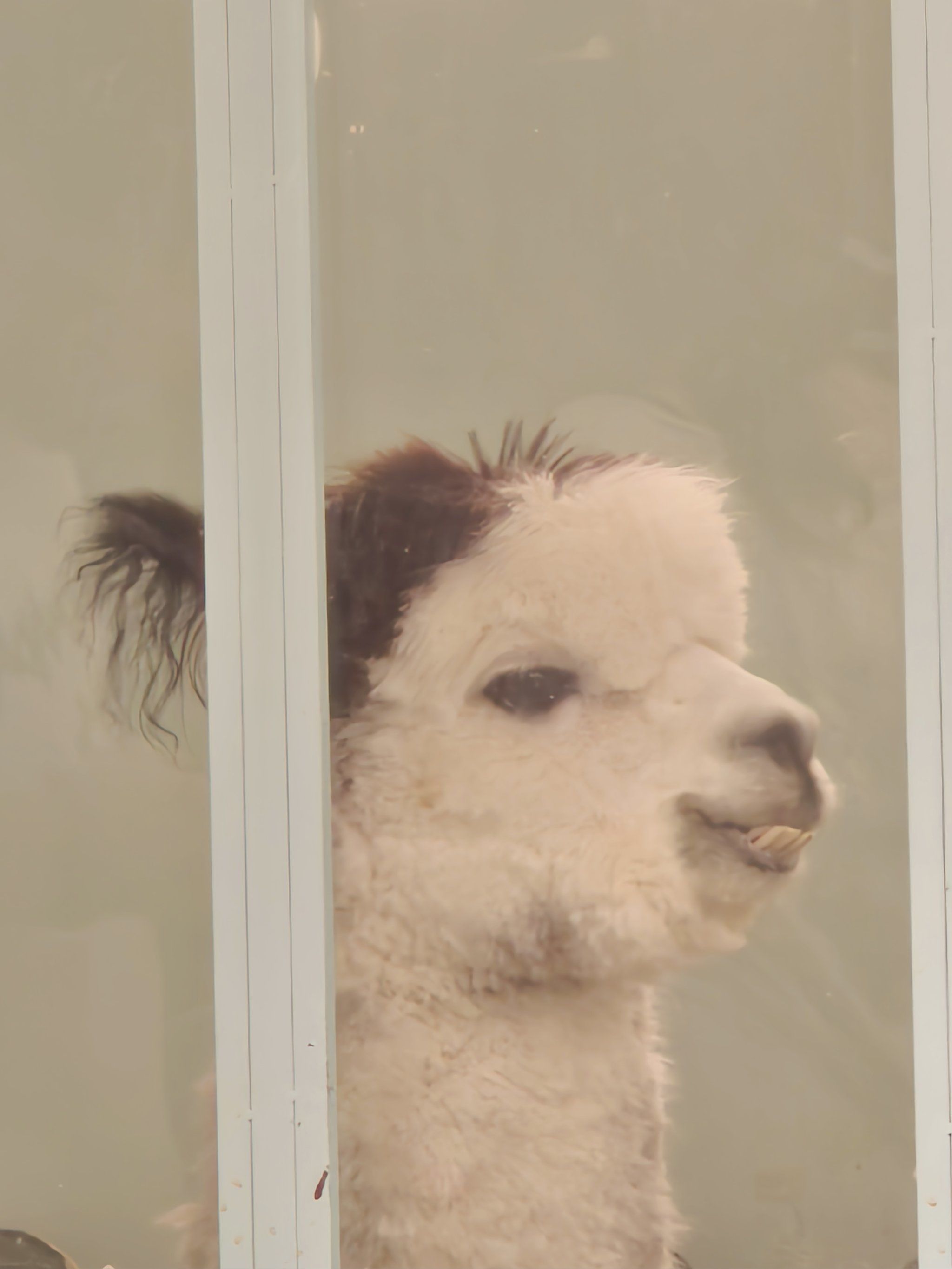 双马尾龅牙羊驼妹妹我爱了