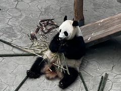-沈阳森林动物园