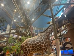 -卡通尼·Safari非洲探索乐园·生日会(金桥国际商业广场店)