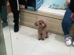 -宠福鑫康馨动物医院·骨科·眼科