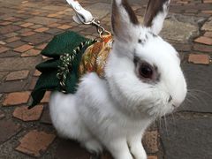 -三鹰之森吉卜力美术馆