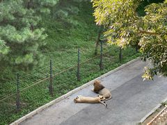 -大连森林动物园