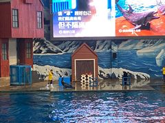 -西安曲江海洋极地公园