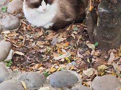 -喵屿·大理花园猫咖