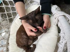 -喵屿·大理花园猫咖