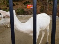 -白鹿洞书院