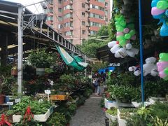 -曲阳花鸟市场(曲阳路店)