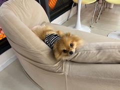 -怪兽屋·羊驼·猫咖·狗咖(俊华广场店)