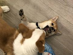 -浣熊柯尔鸭土拨鼠·电玩咖