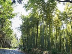 -潜山国家森林公园
