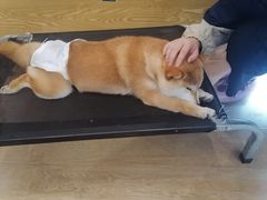 -南京Hallo宠物乐园·哈罗犬舍·柴犬繁育基地