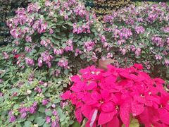 -石家庄市植物园