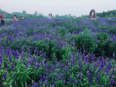 -紫颐香薰山谷景区