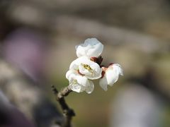 -香雪海