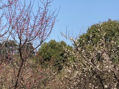 -南京古林公园