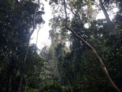 -西双版纳原始森林公园