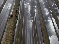 -武陵山森林公园