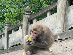 -苏州上方山国家森林公园