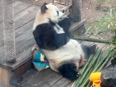 -大连森林动物园