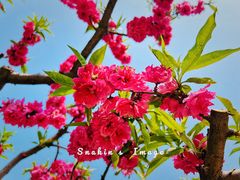 -海棠花溪(元大都城垣遗址公园)