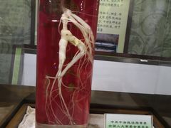 -广东中医药博物馆