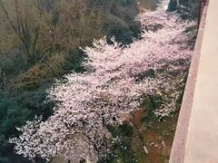 -武汉大学-樱园